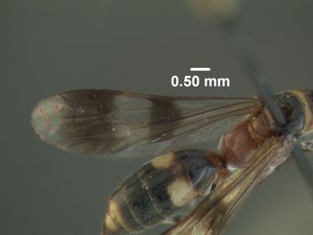 Media type: image;   Entomology 31320 Aspect: front wing